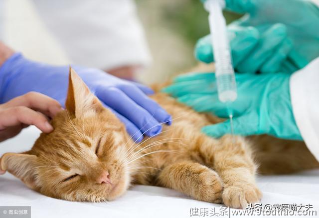 猫白血病的病发原因、症状以及应对措施分析！