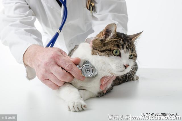 猫白血病的病发原因、症状以及应对措施分析！