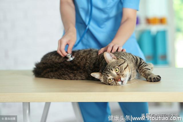 猫白血病的病发原因、症状以及应对措施分析！