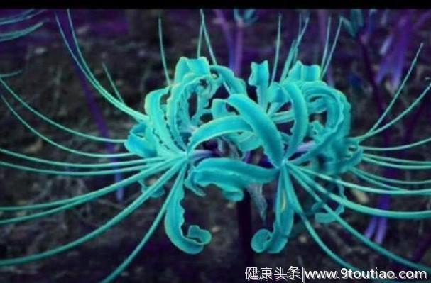 心理测试：选一朵彼岸花，测2019你遇到好姻缘的几率有多少