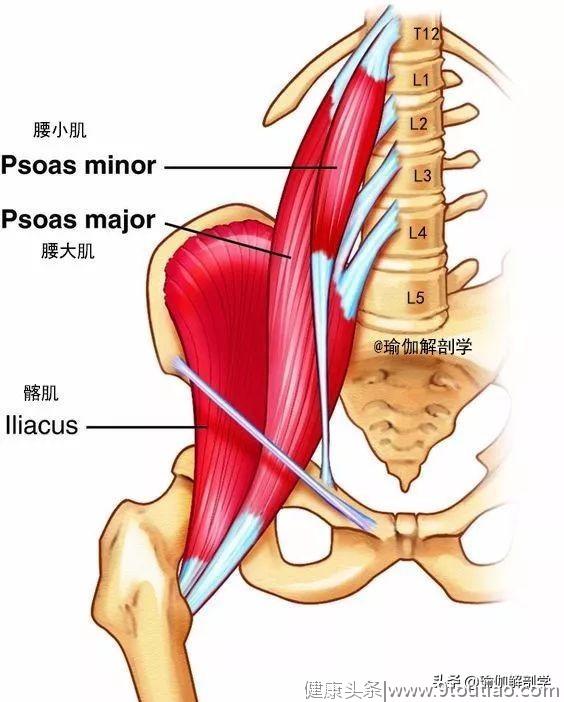 练瑜伽，不要忽视了重要的髂腰肌！