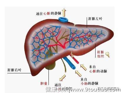 肝病面容属于肝病进展的哪一个阶段？