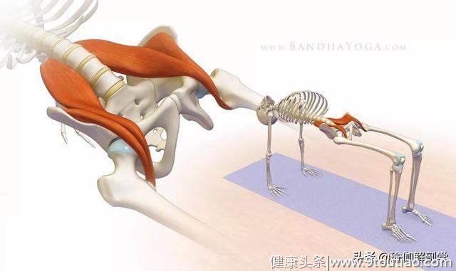 瑜伽老师解决腰痛问题，为什么一定要处理髂腰肌？