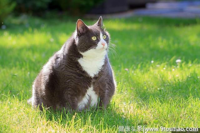 猫的脂肪肝，不是条死胡同