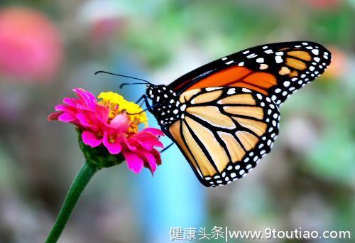心理测试：选一只你认为最美丽的蝴蝶，测你将来和谁白头偕老？
