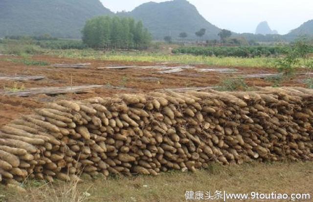 山药食疗功效大，你喜欢吃吗？