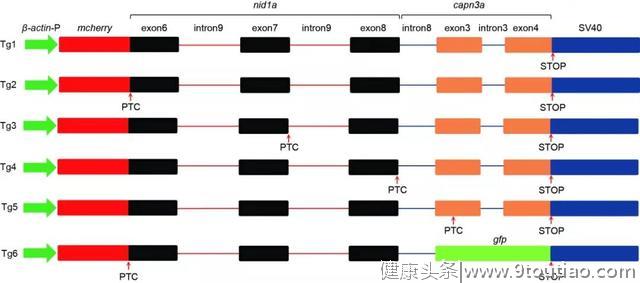 《自然》重磅刊登浙大学者研究发现！帕金森、白血病、脊柱侧弯或许有法可治！