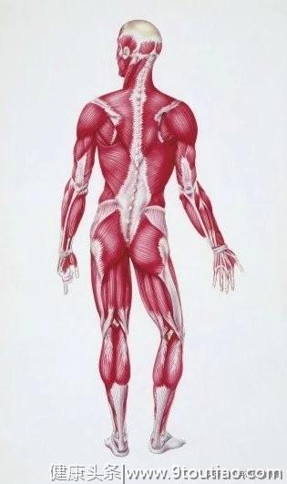 了解自己身上的肌肉分布，这版高清肌肉解剖图解建议收藏！
