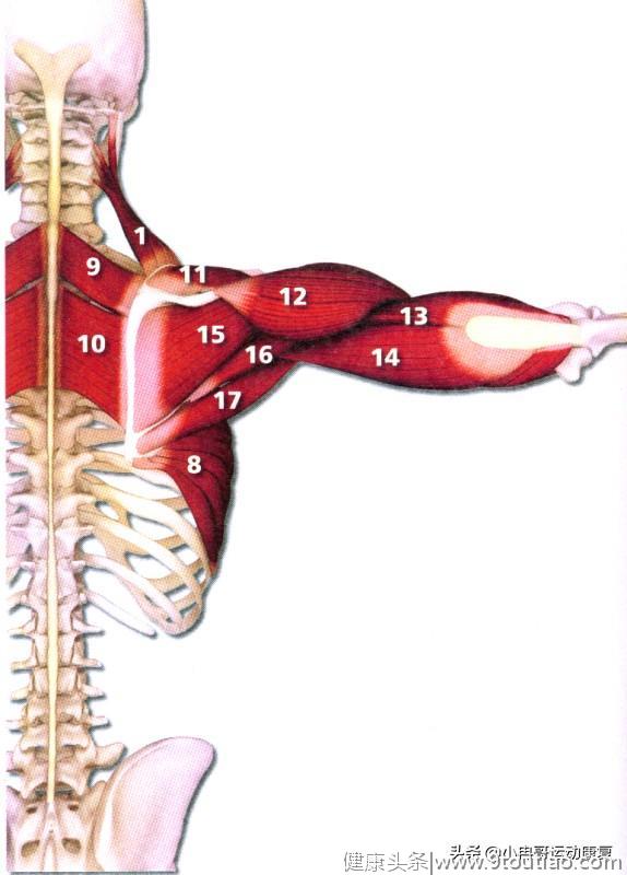 了解自己身上的肌肉分布，这版高清肌肉解剖图解建议收藏！