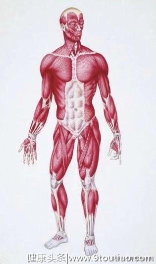 了解自己身上的肌肉分布，这版高清肌肉解剖图解建议收藏！