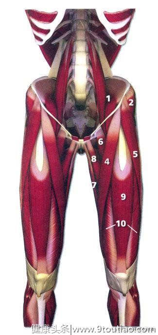 了解自己身上的肌肉分布，这版高清肌肉解剖图解建议收藏！