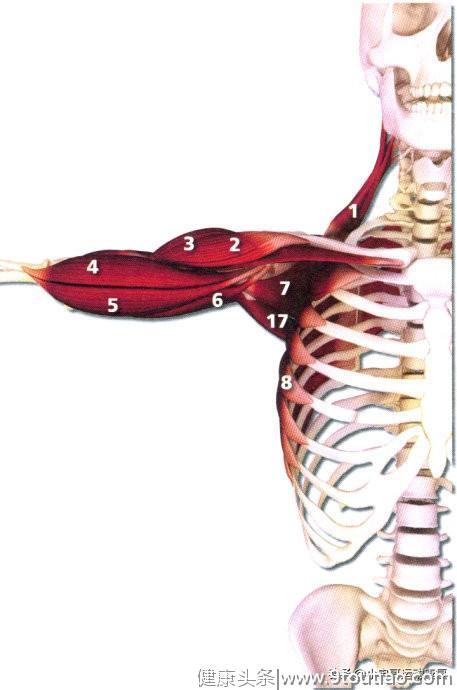 了解自己身上的肌肉分布，这版高清肌肉解剖图解建议收藏！