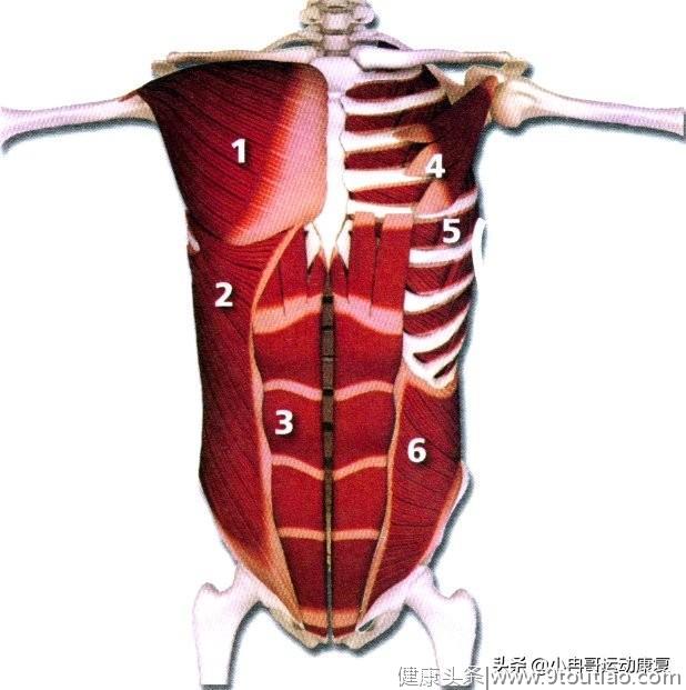 了解自己身上的肌肉分布，这版高清肌肉解剖图解建议收藏！