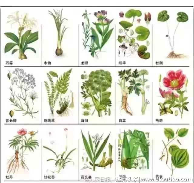 好记又顺口的中医药药性顺口溜，了解一点以备不时之需哦