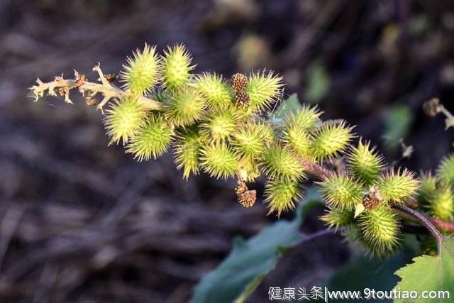 农村最常见的苍耳子，这样做可以治鼻炎？医生劝你：不要再乱吃了