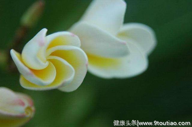 心理测试：哪一朵白兰花最清香？测你新的一年会有什么好运！