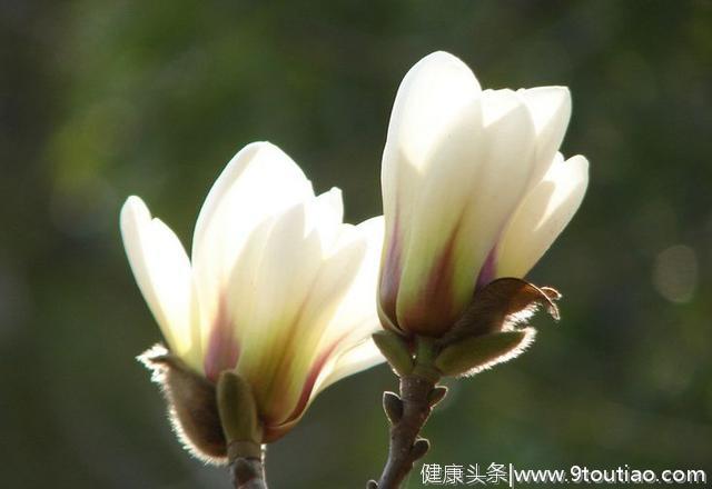 心理测试：哪一朵白兰花最清香？测你新的一年会有什么好运！