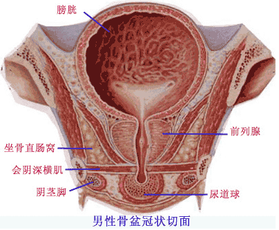 你的丁丁是否和前列腺炎“暖昧”着呢？