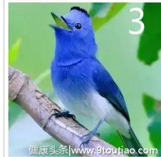 心理测试：选一只你最想养的小鸟，测今生谁最宠爱你！