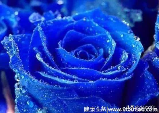 心理测试：你觉得哪朵蓝玫瑰是假的？测你是真聪明还是装聪明？