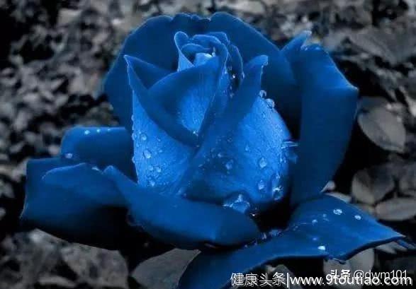 心理测试：你觉得哪朵蓝玫瑰是假的？测你是真聪明还是装聪明？