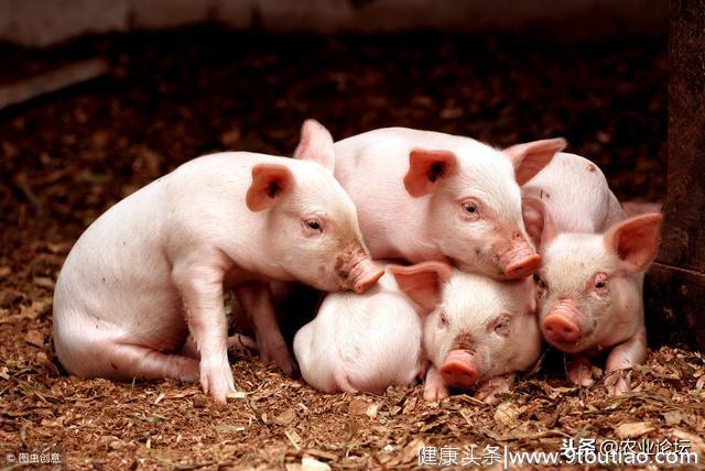 应对常见猪病，农村土方可不少，给大家介绍4种实用妙方
