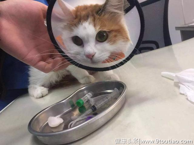 猫咪长期无法生育，主人抗拒绝育的行为，令猫子宫蓄脓并发腹膜炎