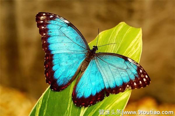 心理测试：觉得哪一只蝴蝶最娇艳，测你的人生会不会逆袭！