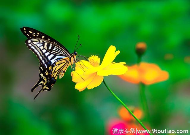 心理测试：觉得哪一只蝴蝶最娇艳，测你的人生会不会逆袭！