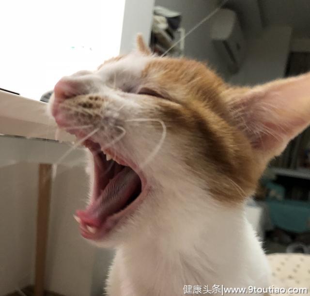 猫咪口腔健康要靠刷牙！切莫相信猫干粮能洁牙 | 辟谣