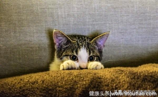 心理测试：4只猫咪，你最喜欢哪只？秒测你隐藏的心机有多重？