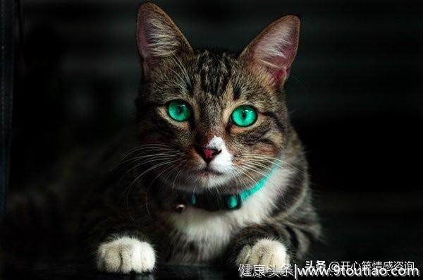 心理测试：4只猫咪，你最喜欢哪只？秒测你隐藏的心机有多重？