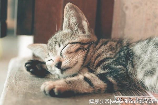 心理测试：4只猫咪，你最喜欢哪只？秒测你隐藏的心机有多重？