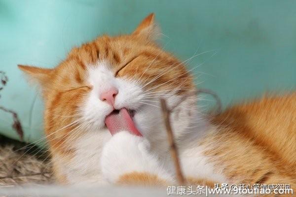 心理测试：4只猫咪，你最喜欢哪只？秒测你隐藏的心机有多重？