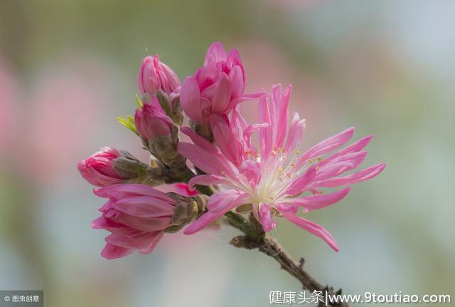 心理测试：这两张图你能找出几处不同？测你与生俱来的超强天赋！