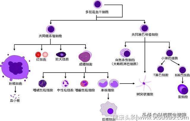 医生大白话：白血病的那些基本知识，你应该知道···