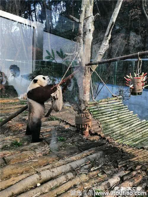 海浜、星宝，该锻炼身体了——黔灵山公园动物园熊猫馆增设健身房
