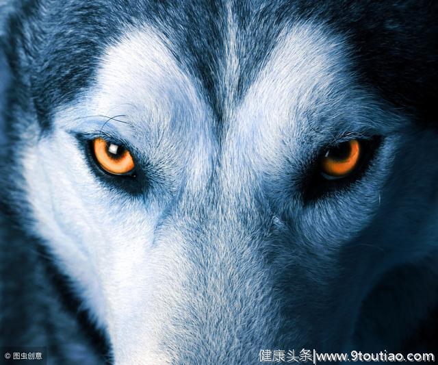 心理测试：你看到哪只狼不害怕，测出你是不是胆大的人