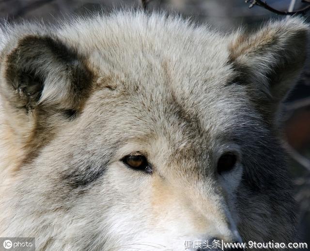 心理测试：你看到哪只狼不害怕，测出你是不是胆大的人