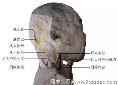 最新版头痛（颈源性头痛）中医诊疗方案