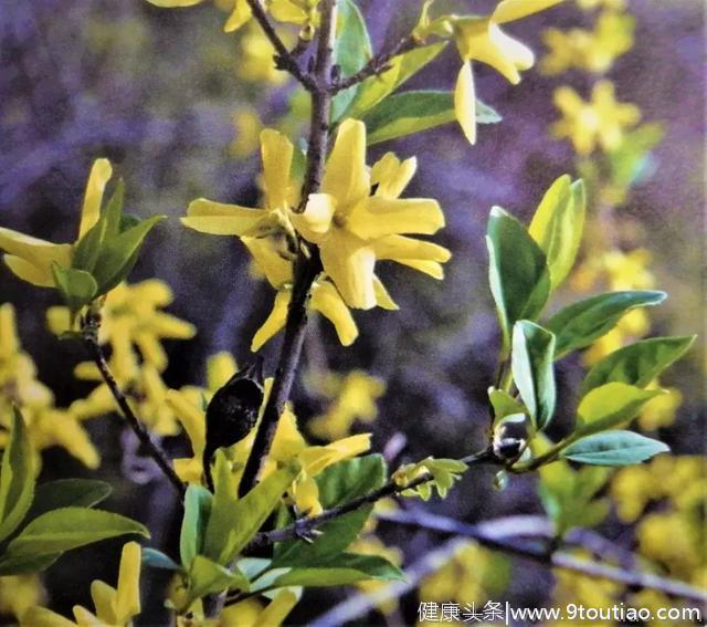 春天路边的小黄花不一定是迎春花，而是你吃过的中药