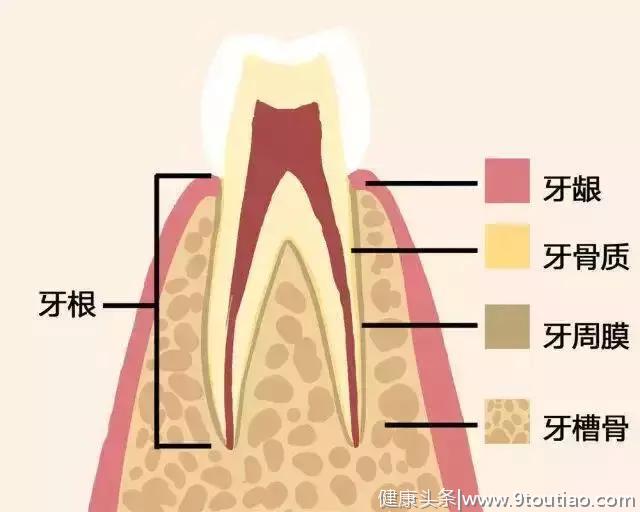 牙齿脱落全过程，看了你就清楚了