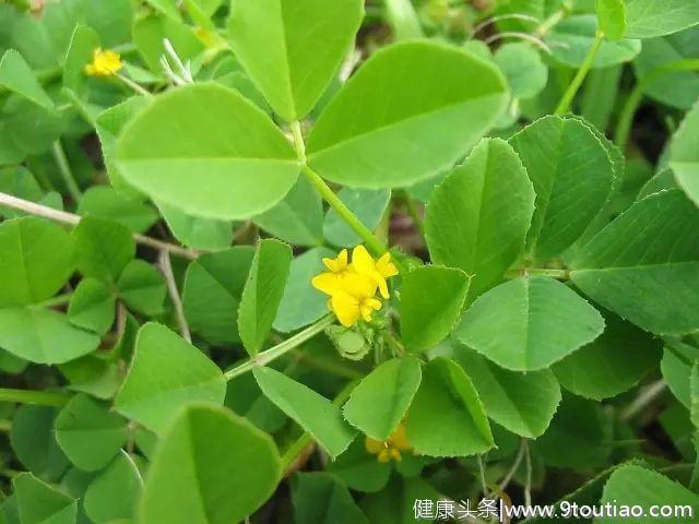 春季限定之苜蓿菜，这样吃养生又健康，可别错过了好时机