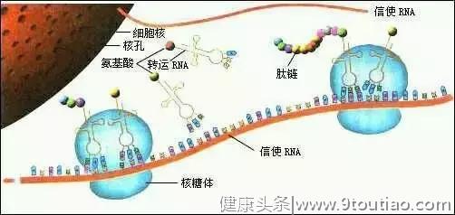 是真的吗 | 多喝牛奶能抗癌？！