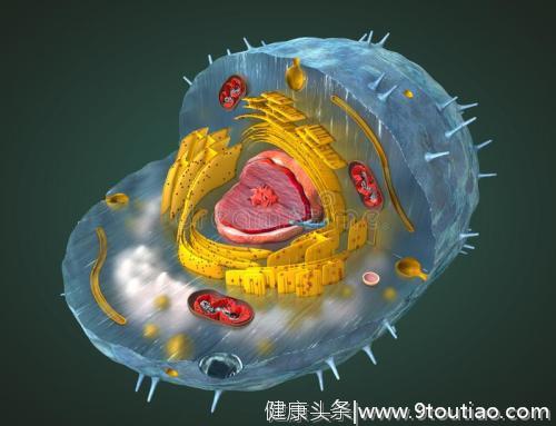 让癌细胞被免疫细胞“吃掉”！对抗癌症，这种最新方法简单有效