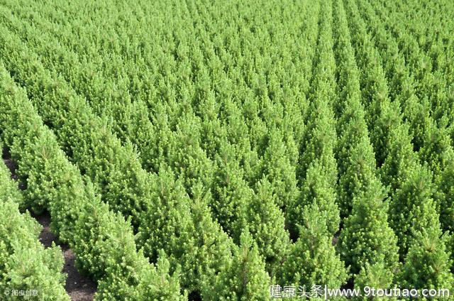红豆杉富含多种矿物质和维生素，有抗衰老功效，但它真能抗癌吗？