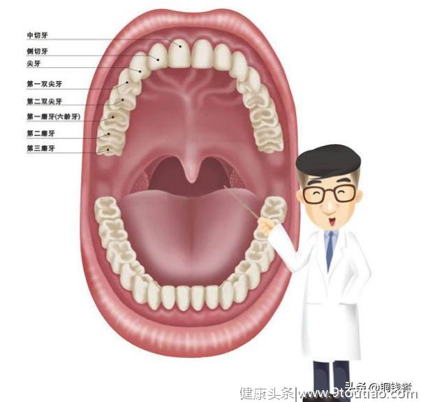 牙齿的相关