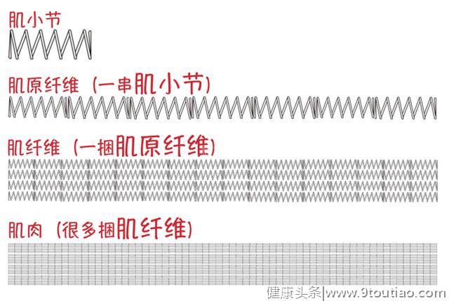 健美和举重练出来的肌肉有何差别？为什么肌肉小的反而力量大？