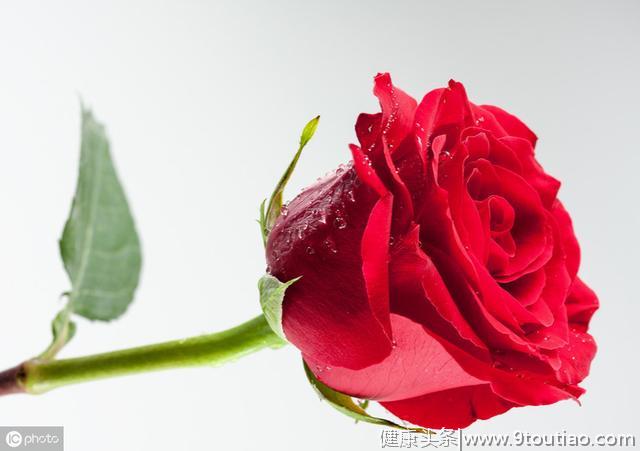 心理测试：你第一眼喜欢哪朵玫瑰，测出TA是否爱怕失去你