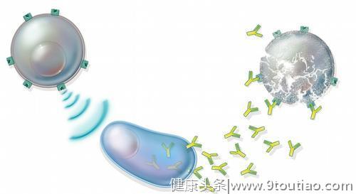 怎样对抗癌症？研究发现：这种细菌决定癌症免疫疗法是否有效